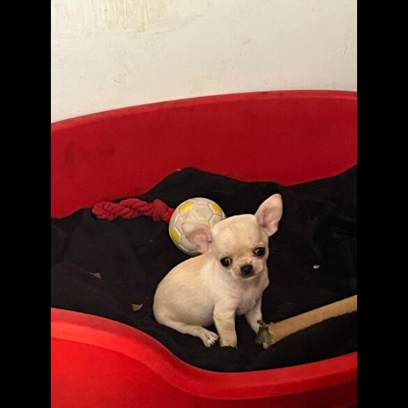 Chihuahua - Both