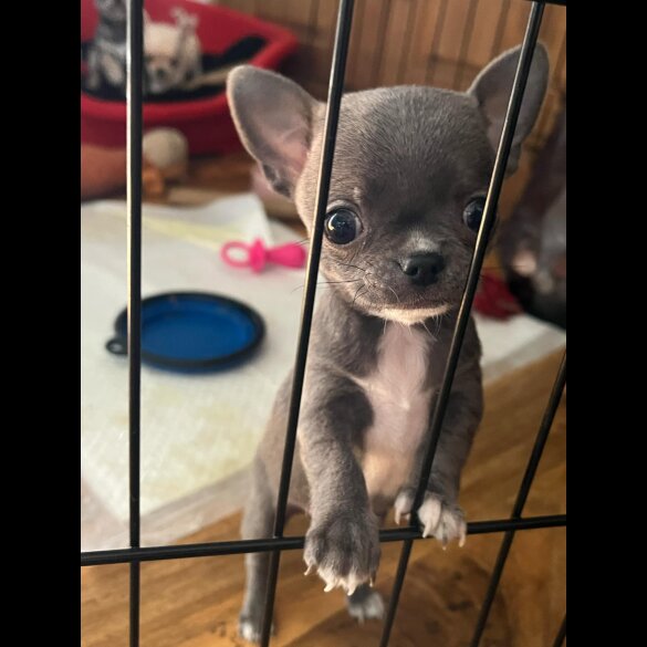 Chihuahua - Both