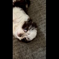 Chihuahua - Both