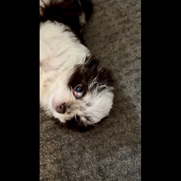 Chihuahua - Both