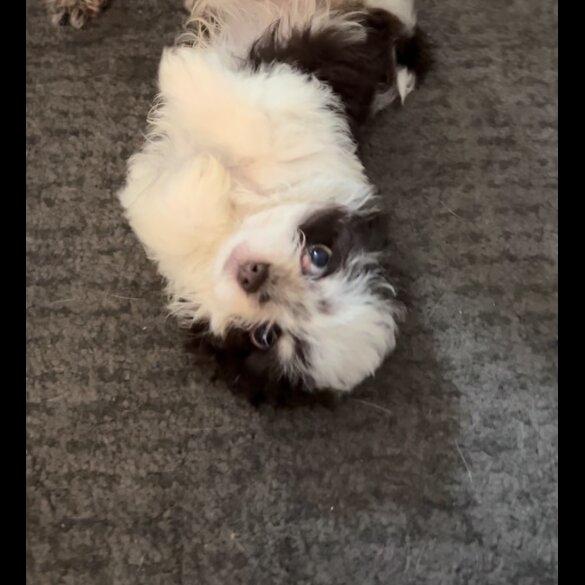 Chihuahua - Both