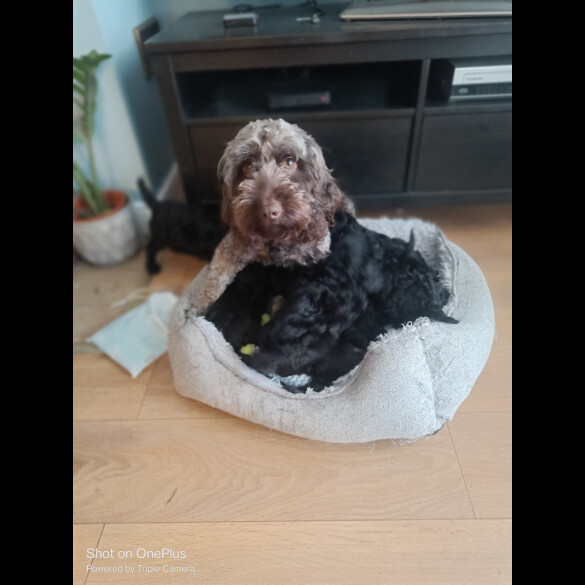 Cockapoo - Both
