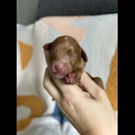 Cockapoo - Both