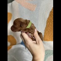 Cockapoo - Both