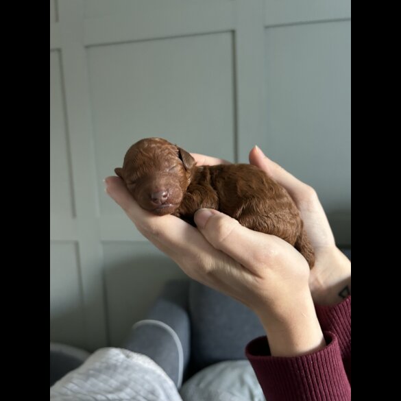 Cockapoo - Both