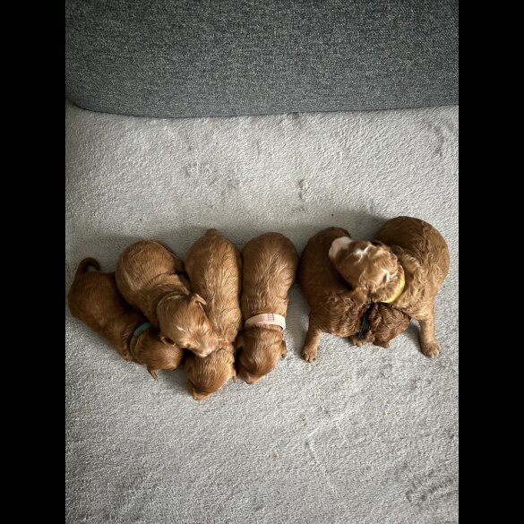 Cockapoo - Both