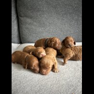 Cockapoo - Both