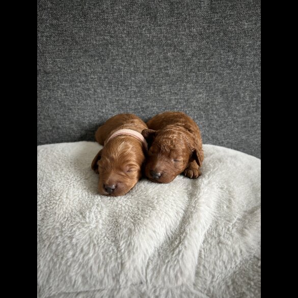 Cockapoo - Both