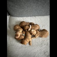 Cockapoo - Both