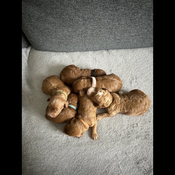 Cockapoo - Both