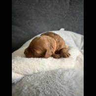 Cockapoo - Both