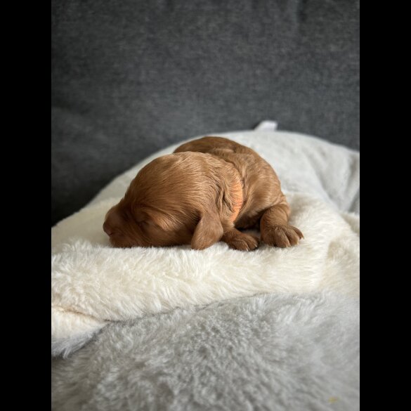 Cockapoo - Both