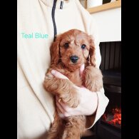Cockapoo - Both