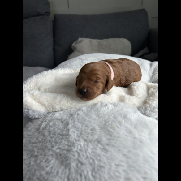 Cockapoo - Both