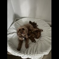 Cockapoo - Both