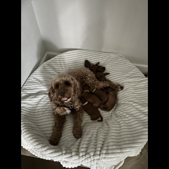 Cockapoo - Both