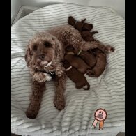 Cockapoo - Both