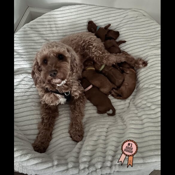 Cockapoo - Both