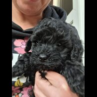 Cockapoo - Both