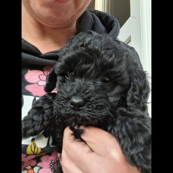Cockapoo - Both