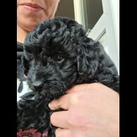 Cockapoo - Both
