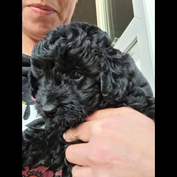 Cockapoo - Both