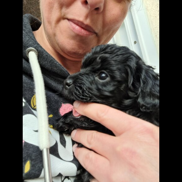 Cockapoo - Both