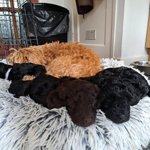 Cockapoo - Both