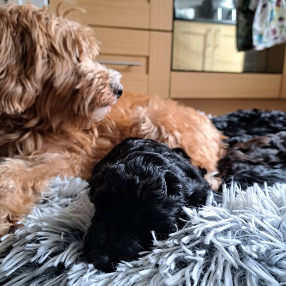 Cockapoo - Both