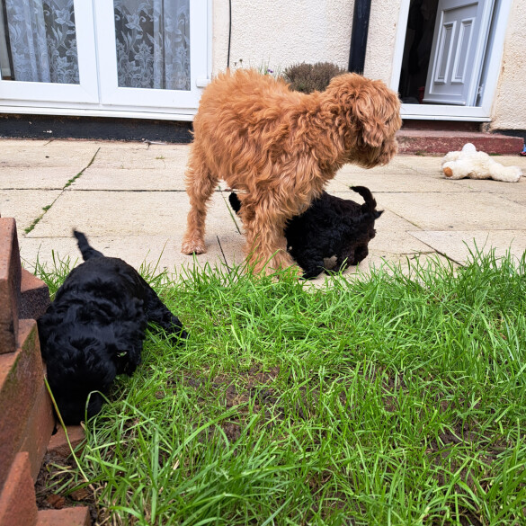 Cockapoo - Both