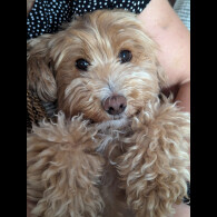 Cockapoo - Both