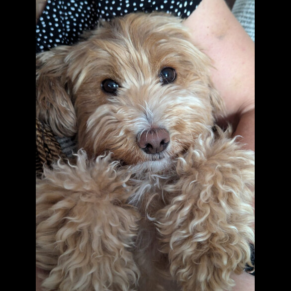Cockapoo - Both