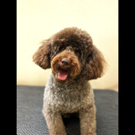 Cockapoo - Both