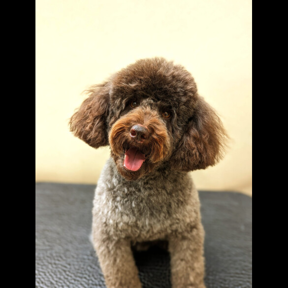 Cockapoo - Both