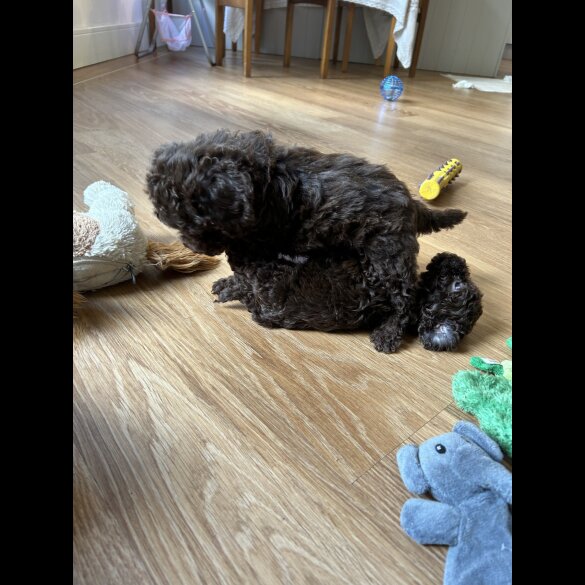 Cockapoo - Both
