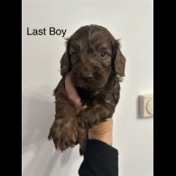 Cockapoo - Both
