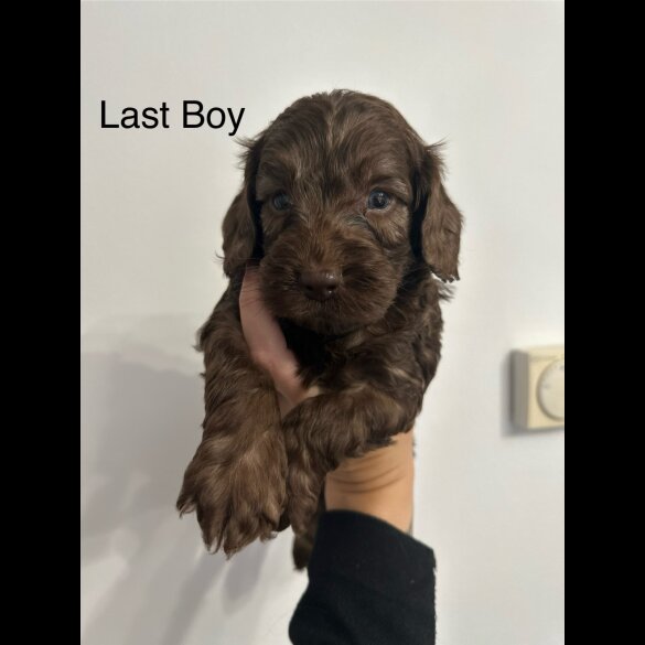 Cockapoo - Both