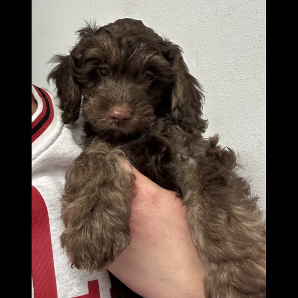 Cockapoo - Both