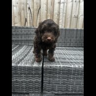 Cockapoo - Both