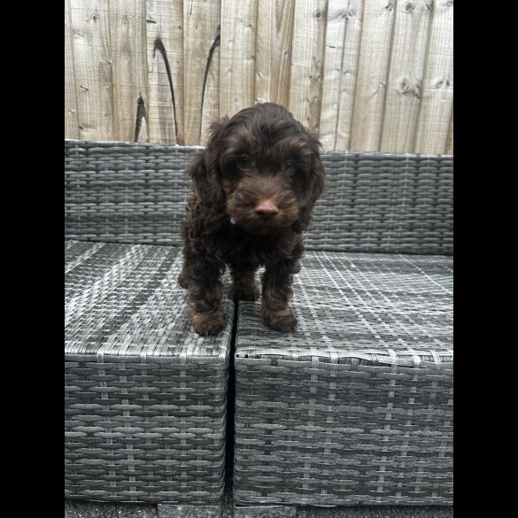 Cockapoo - Both