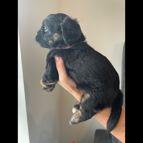 Cockapoo - Both