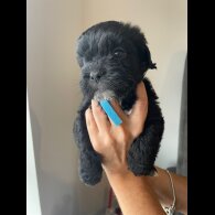 Cockapoo - Both