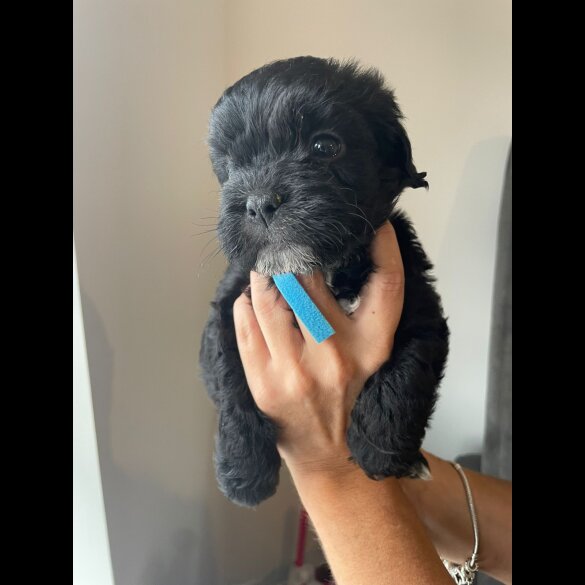 Cockapoo - Both