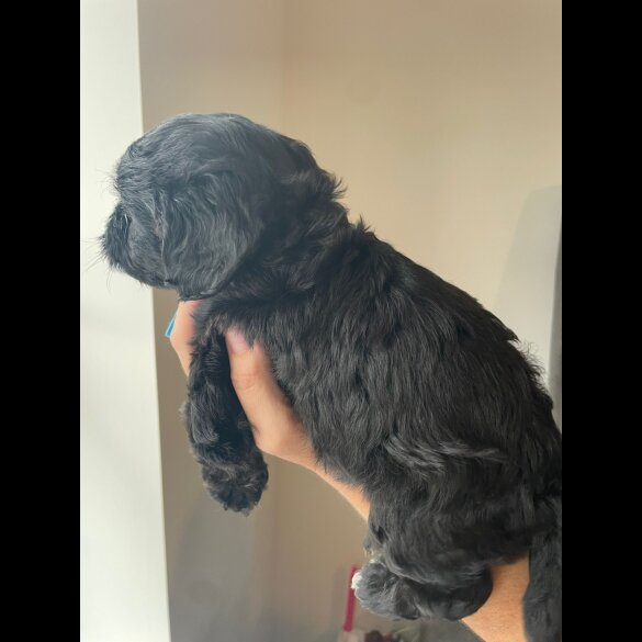 Cockapoo - Both