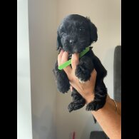 Cockapoo - Both