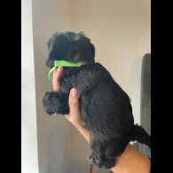 Cockapoo - Both