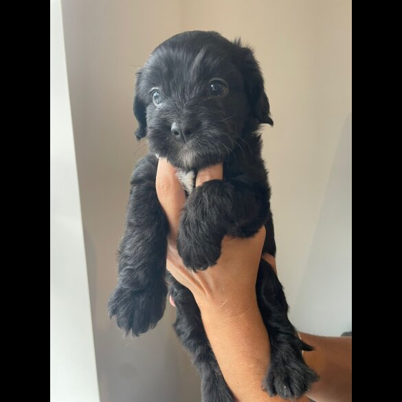 Cockapoo - Both
