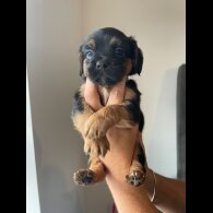 Cockapoo - Both