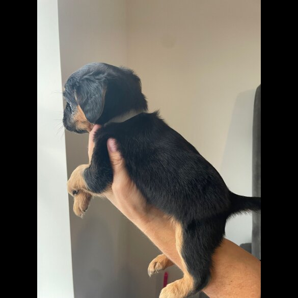 Cockapoo - Both