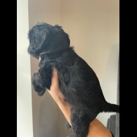 Cockapoo - Both